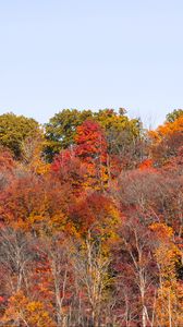 Preview wallpaper forest, autumn, trees, landscape, nature