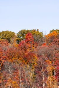 Preview wallpaper forest, autumn, trees, landscape, nature