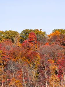 Preview wallpaper forest, autumn, trees, landscape, nature