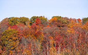 Preview wallpaper forest, autumn, trees, landscape, nature