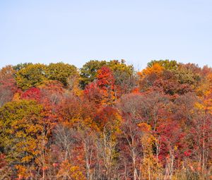 Preview wallpaper forest, autumn, trees, landscape, nature