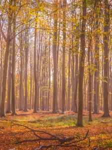 Preview wallpaper forest, autumn, trees, fallen leaves