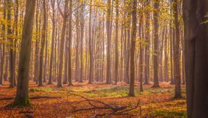 Preview wallpaper forest, autumn, trees, fallen leaves