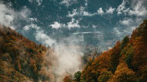 Preview wallpaper forest, autumn, trees, fog