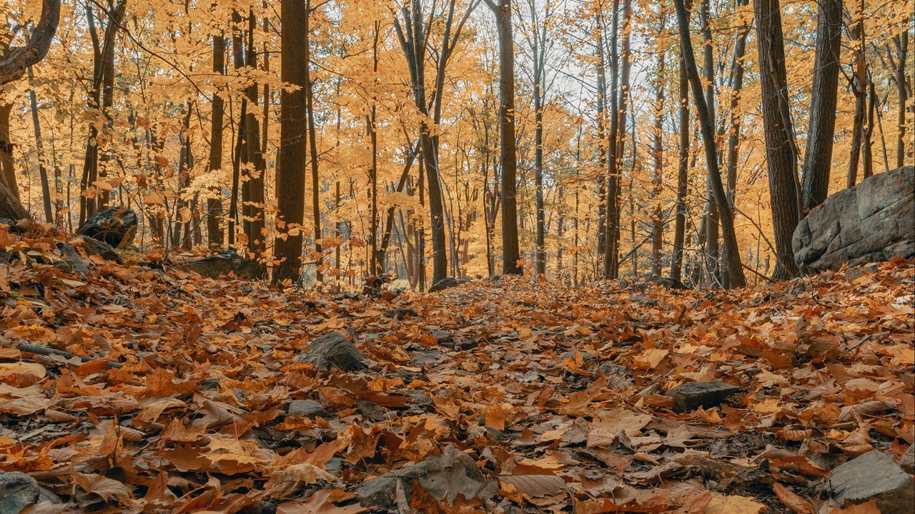 Wallpaper forest, autumn, trees, foliage, fallen leaves