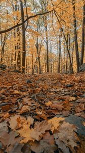 Preview wallpaper forest, autumn, trees, foliage, fallen leaves