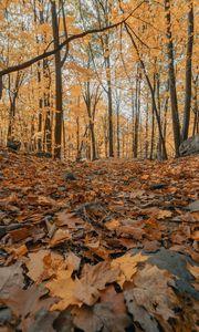 Preview wallpaper forest, autumn, trees, foliage, fallen leaves