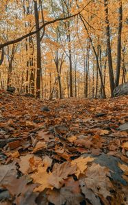 Preview wallpaper forest, autumn, trees, foliage, fallen leaves
