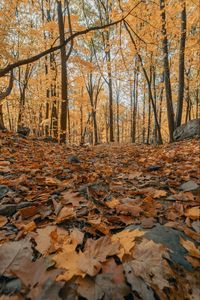 Preview wallpaper forest, autumn, trees, foliage, fallen leaves