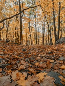 Preview wallpaper forest, autumn, trees, foliage, fallen leaves