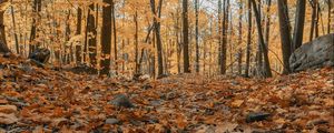 Preview wallpaper forest, autumn, trees, foliage, fallen leaves