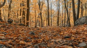 Preview wallpaper forest, autumn, trees, foliage, fallen leaves