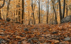 Preview wallpaper forest, autumn, trees, foliage, fallen leaves