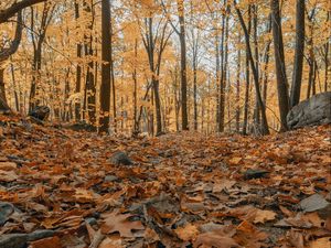 Preview wallpaper forest, autumn, trees, foliage, fallen leaves