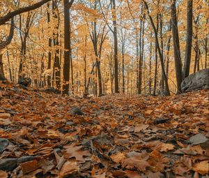 Preview wallpaper forest, autumn, trees, foliage, fallen leaves