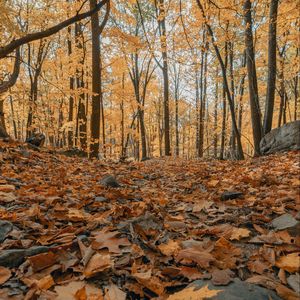 Preview wallpaper forest, autumn, trees, foliage, fallen leaves