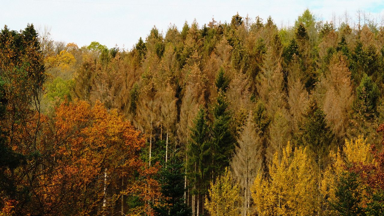 Wallpaper forest, autumn, trees, landscape