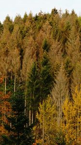Preview wallpaper forest, autumn, trees, landscape