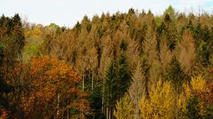 Preview wallpaper forest, autumn, trees, landscape