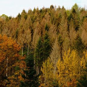 Preview wallpaper forest, autumn, trees, landscape