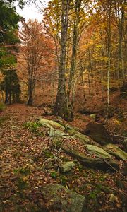 Preview wallpaper forest, autumn, trees, stones, fallen leaves, landscape