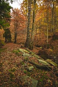 Preview wallpaper forest, autumn, trees, stones, fallen leaves, landscape