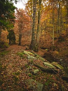 Preview wallpaper forest, autumn, trees, stones, fallen leaves, landscape