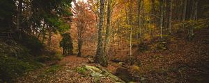 Preview wallpaper forest, autumn, trees, stones, fallen leaves, landscape