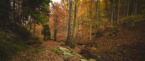 Preview wallpaper forest, autumn, trees, stones, fallen leaves, landscape