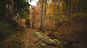 Preview wallpaper forest, autumn, trees, stones, fallen leaves, landscape