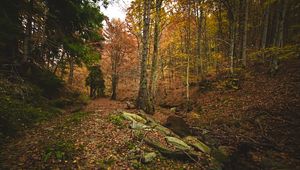 Preview wallpaper forest, autumn, trees, stones, fallen leaves, landscape