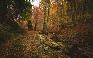 Preview wallpaper forest, autumn, trees, stones, fallen leaves, landscape