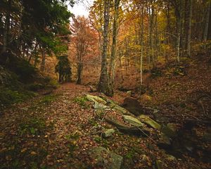 Preview wallpaper forest, autumn, trees, stones, fallen leaves, landscape