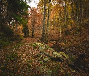 Preview wallpaper forest, autumn, trees, stones, fallen leaves, landscape