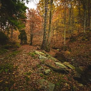 Preview wallpaper forest, autumn, trees, stones, fallen leaves, landscape