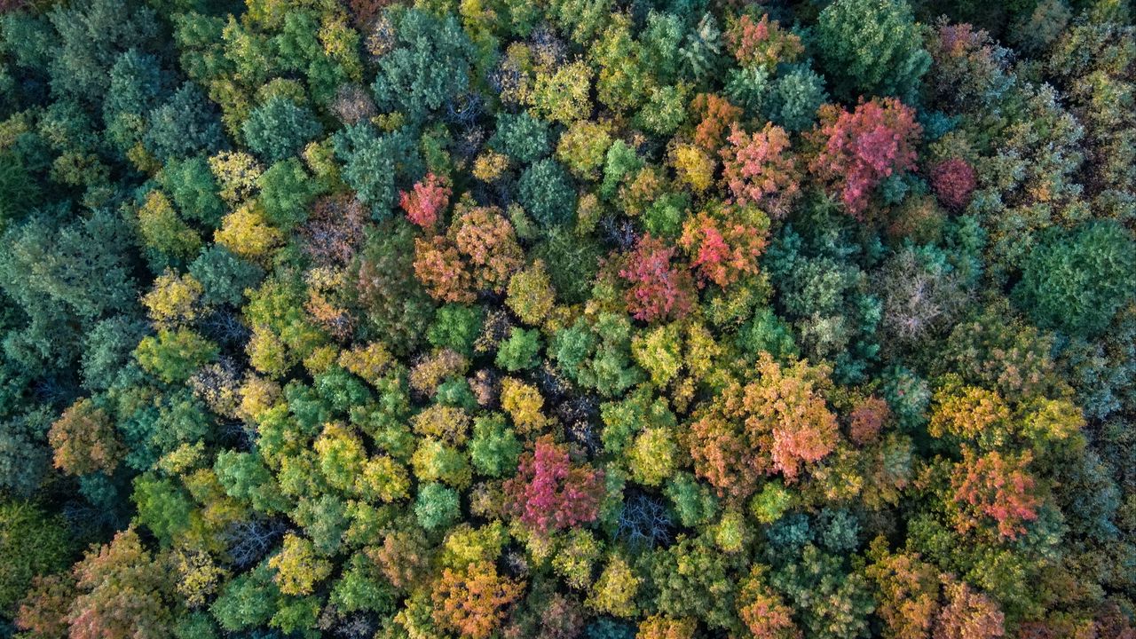 Wallpaper forest, autumn, trees, colorful, aerial view