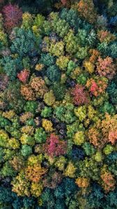 Preview wallpaper forest, autumn, trees, colorful, aerial view