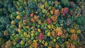 Preview wallpaper forest, autumn, trees, colorful, aerial view