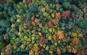 Preview wallpaper forest, autumn, trees, colorful, aerial view