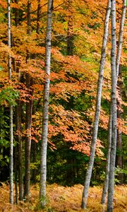 Preview wallpaper forest, autumn, trees, fern, yellow, nature