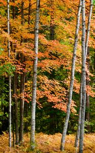 Preview wallpaper forest, autumn, trees, fern, yellow, nature