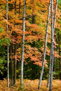 Preview wallpaper forest, autumn, trees, fern, yellow, nature