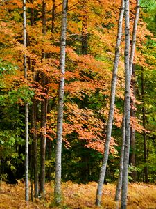 Preview wallpaper forest, autumn, trees, fern, yellow, nature