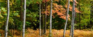 Preview wallpaper forest, autumn, trees, fern, yellow, nature