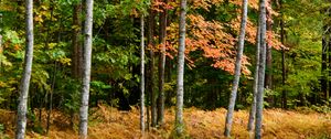 Preview wallpaper forest, autumn, trees, fern, yellow, nature