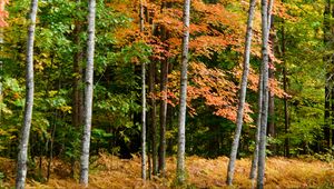 Preview wallpaper forest, autumn, trees, fern, yellow, nature