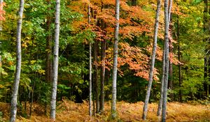 Preview wallpaper forest, autumn, trees, fern, yellow, nature