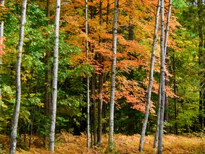 Preview wallpaper forest, autumn, trees, fern, yellow, nature