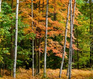 Preview wallpaper forest, autumn, trees, fern, yellow, nature