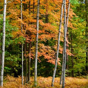 Preview wallpaper forest, autumn, trees, fern, yellow, nature